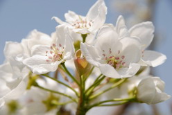 梨の花