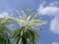 青空をバックに咲く白い栗の花