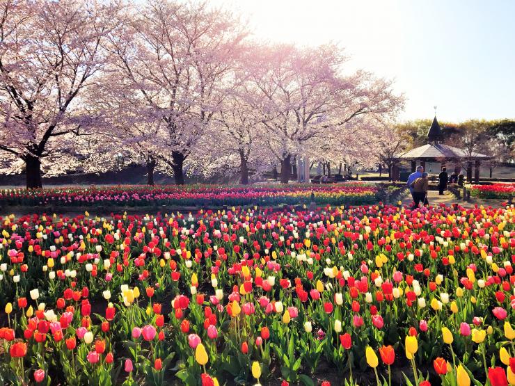 チューリップと桜が咲いているグリーンパーク