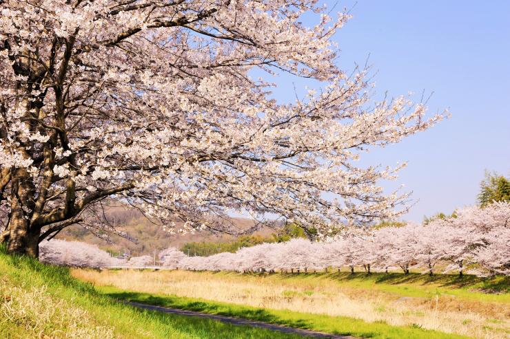 こだま千本桜の写真