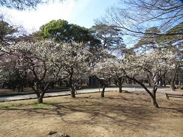 梅林の白梅