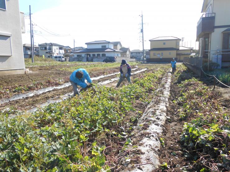 さつまいも畑