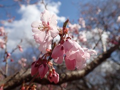 早咲き品種が開花しはじめる