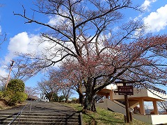 公園入口のソメイヨシノはつぼみ