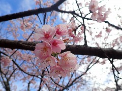 オオカンザクラのピンクの花