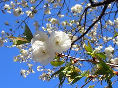 こちらも白くて大輪、八重咲のシロタエ