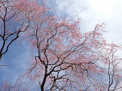 シダレザクラのつぼみが映える空