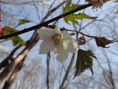 下を向いて咲くモミジイチゴ