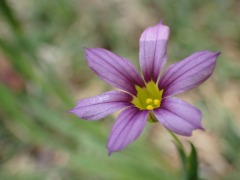 薄紫色の上品に咲くニワゼキショウ