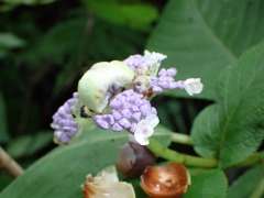 開きかけたタマアジサイの花