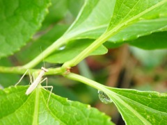 アジサイとカマキリの赤ちゃんとしずく