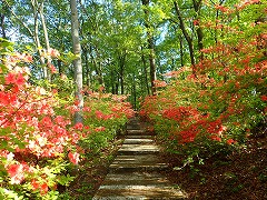 美の山（ヤマツツジ）