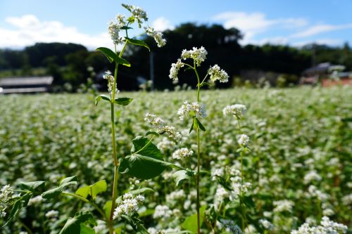 蕎麦の花