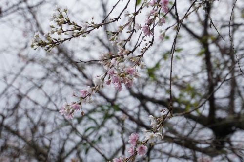 冬桜