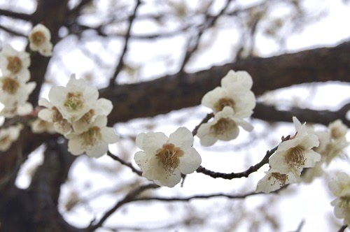 本庄総合公園梅