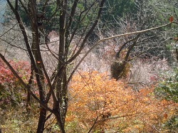 桜と紅葉