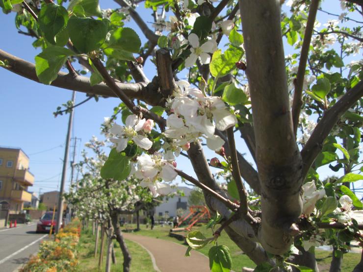 公園の中のりんごの花