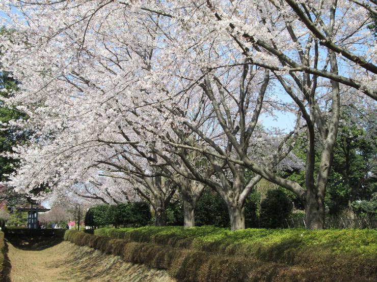 堀と桜