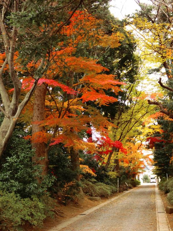 参道の紅葉縦