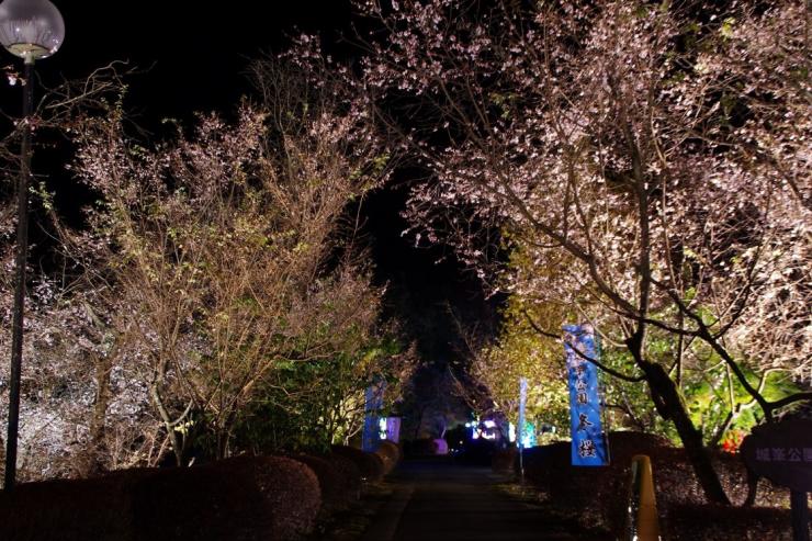 城峯公園の冬桜