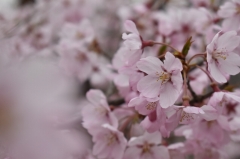 オオカンザクラの花