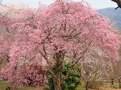 花の森のシダレザクラ満開