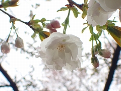 シロタエが開花