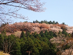 みはらし園地から見えるヤマザクラの群生