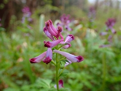 ムラサキケマンのお花畑