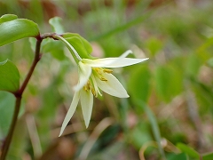 白くてうつむくように咲いていたチゴユリの花