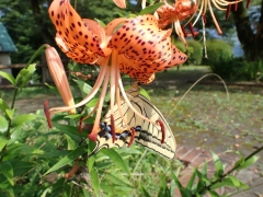 オニユリの花にキアゲハがとまった