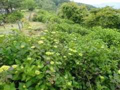 アジサイ園地は全体的にまだ蕾