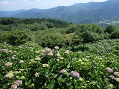 東展望台からのアジサイは4割程度の色づき