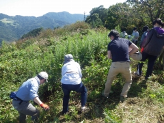 セイタカアワダチソウの除草に汗を流す参加者