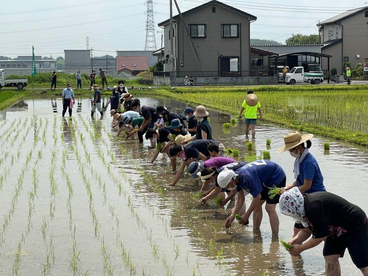 田植え1