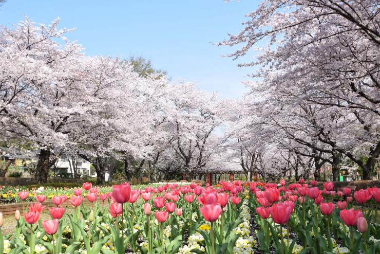 城山公園1