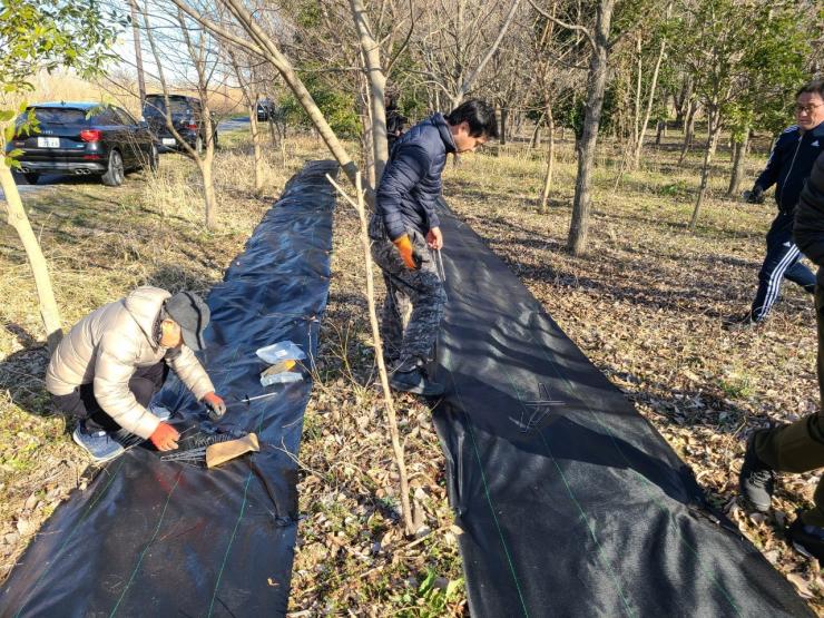 防草シート貼り作業風景。黒いシートを植栽木の間に貼っている。