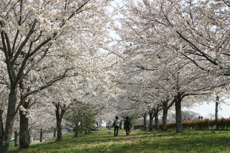 桜づつみ