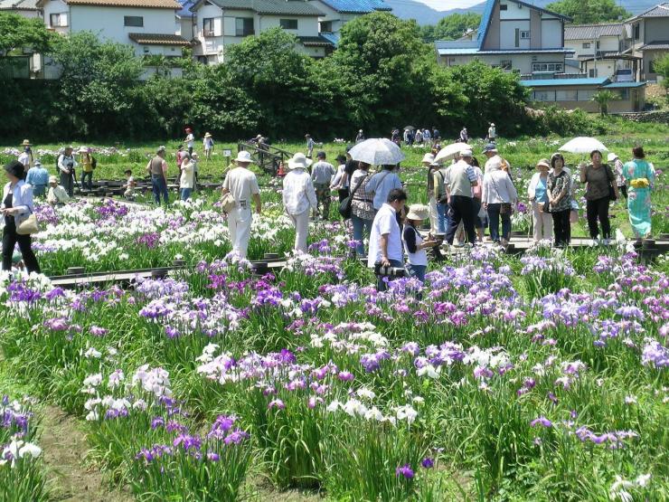 ときがわ花菖蒲園