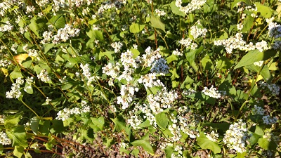 蕎麦花