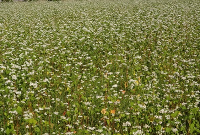 一面の蕎麦の花