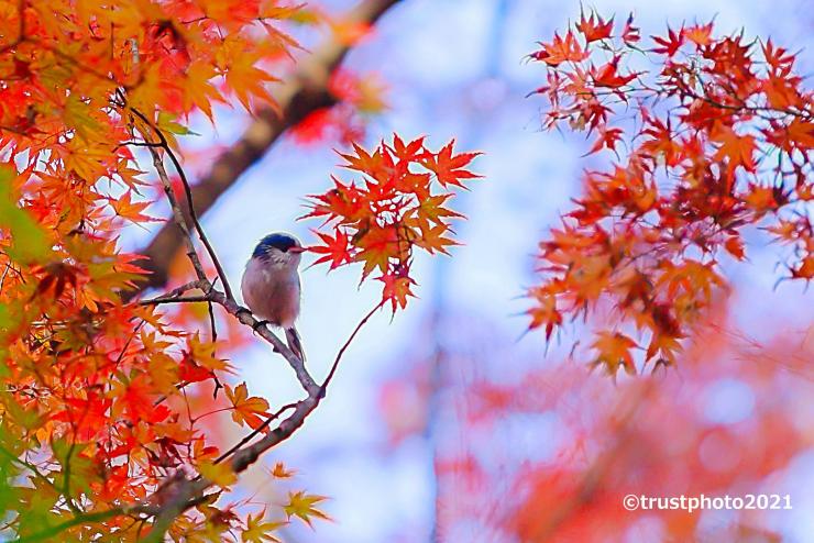 トラスト保全地の部 Instagram部門 優良賞1