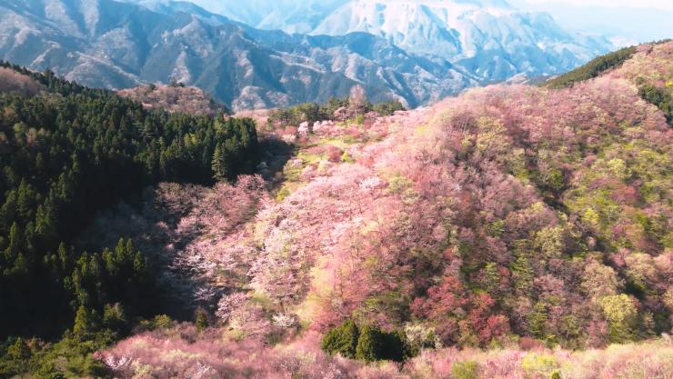 山の花道1