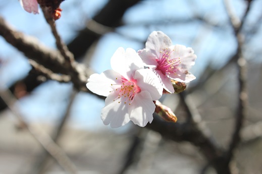 040312kanzakura