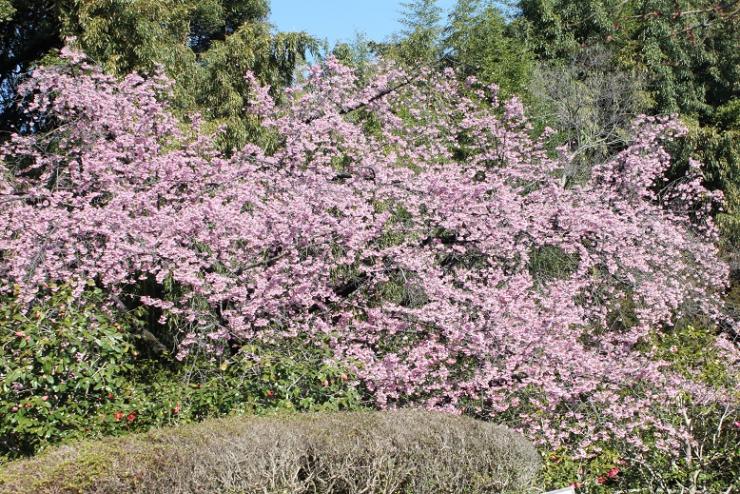 0319安行寒桜2