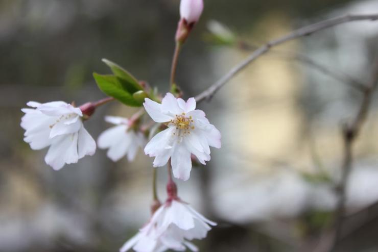 0320十月桜