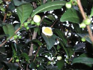 茶の花とつぼみ