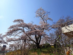 散り始めている公園入口のソメイヨシノ