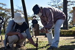 ご夫婦が桜の保護作業のために杭を打っている様子