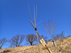 卒業記念の板を取り付けた苗木、青空によく映える